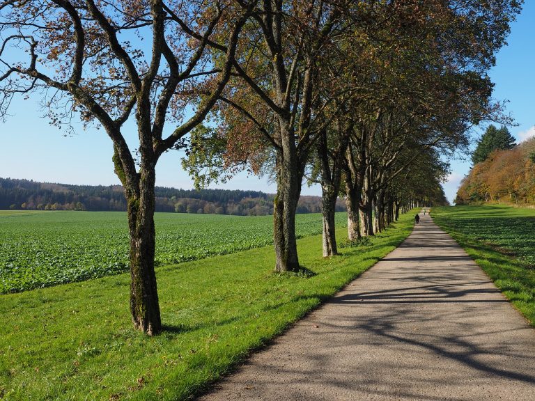 Baumfällungen an Kreisstraßen – Grüne Kreistagsfraktion fordert Nachpflanzungen